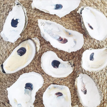 Load image into Gallery viewer, Oyster Shells